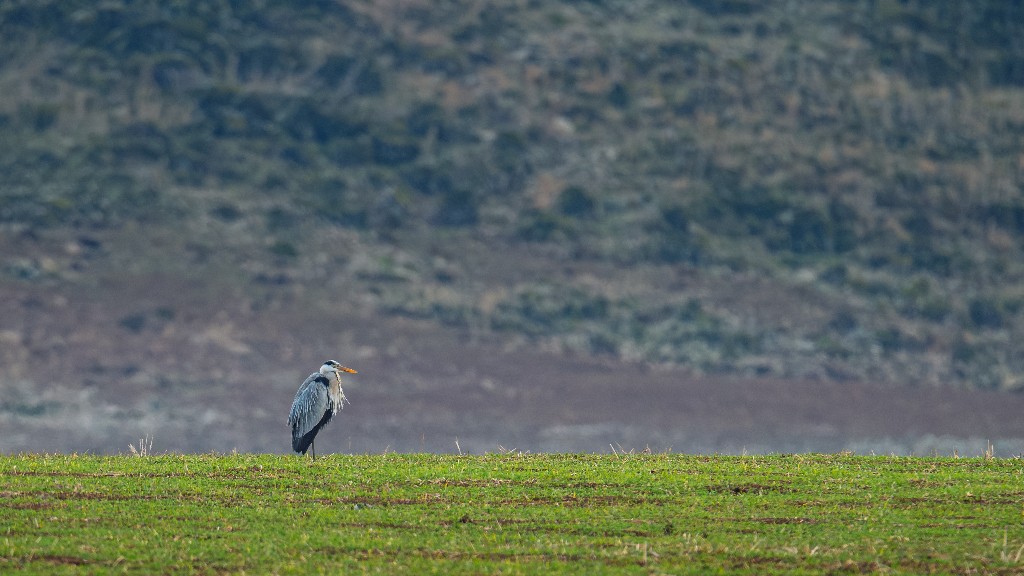 Grey Heron