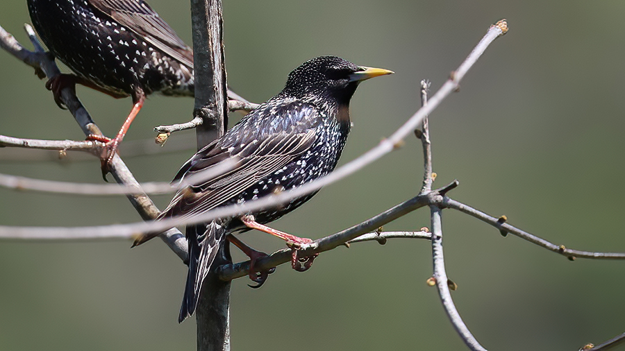 Common Starling