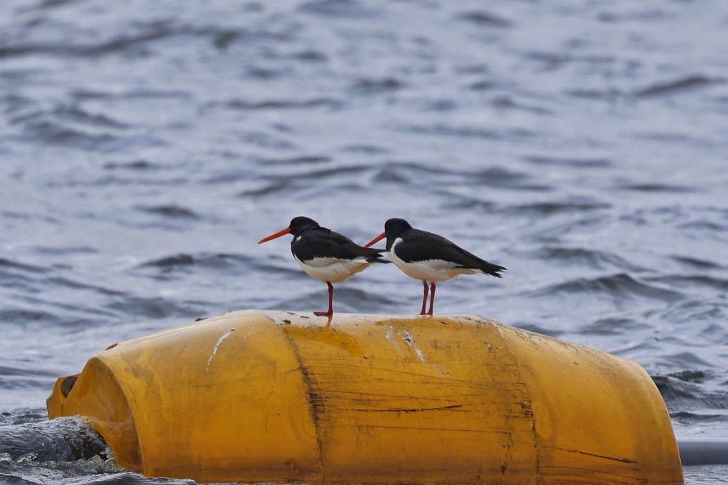 Eurasian Oystercatcher