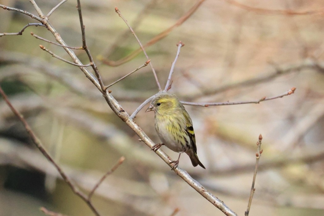Eurasian Siskin