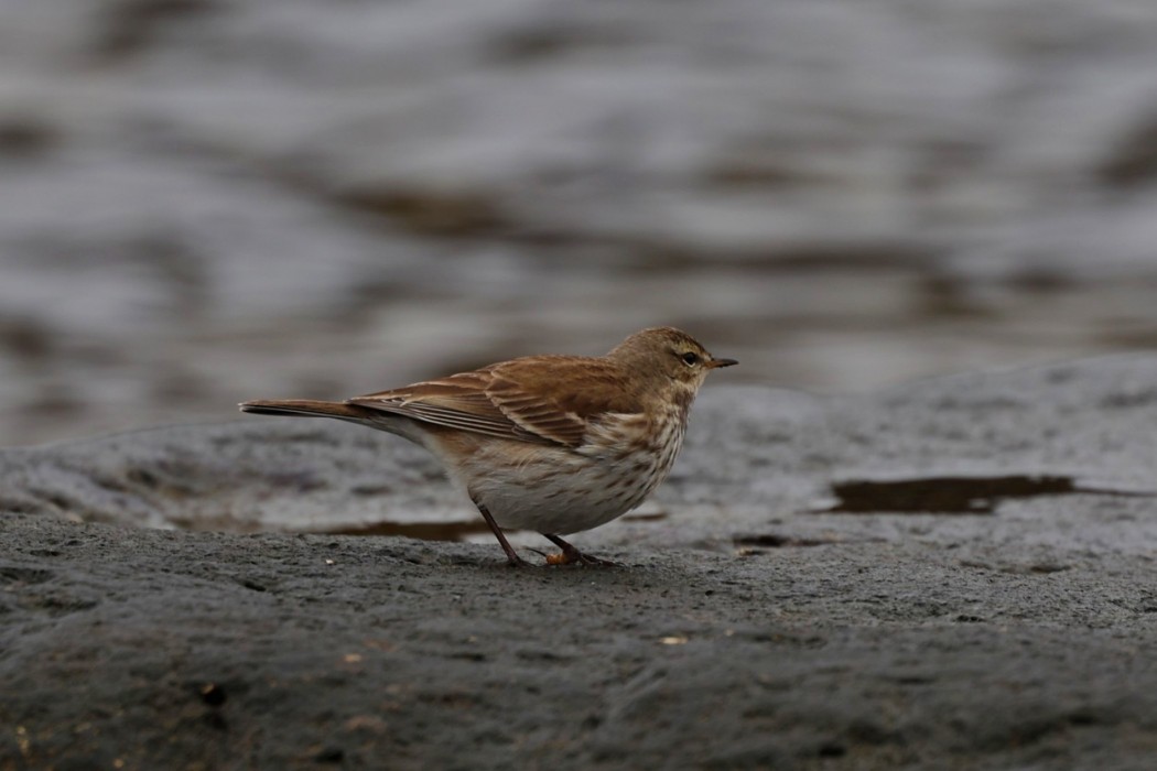 Water Pipit