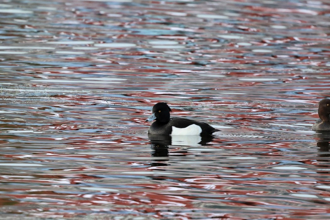 Tufted Duck