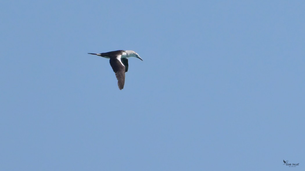 Northern Gannet
