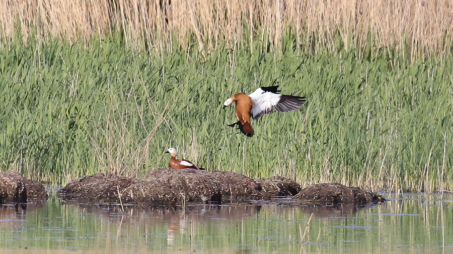 Ruddy Shelduck