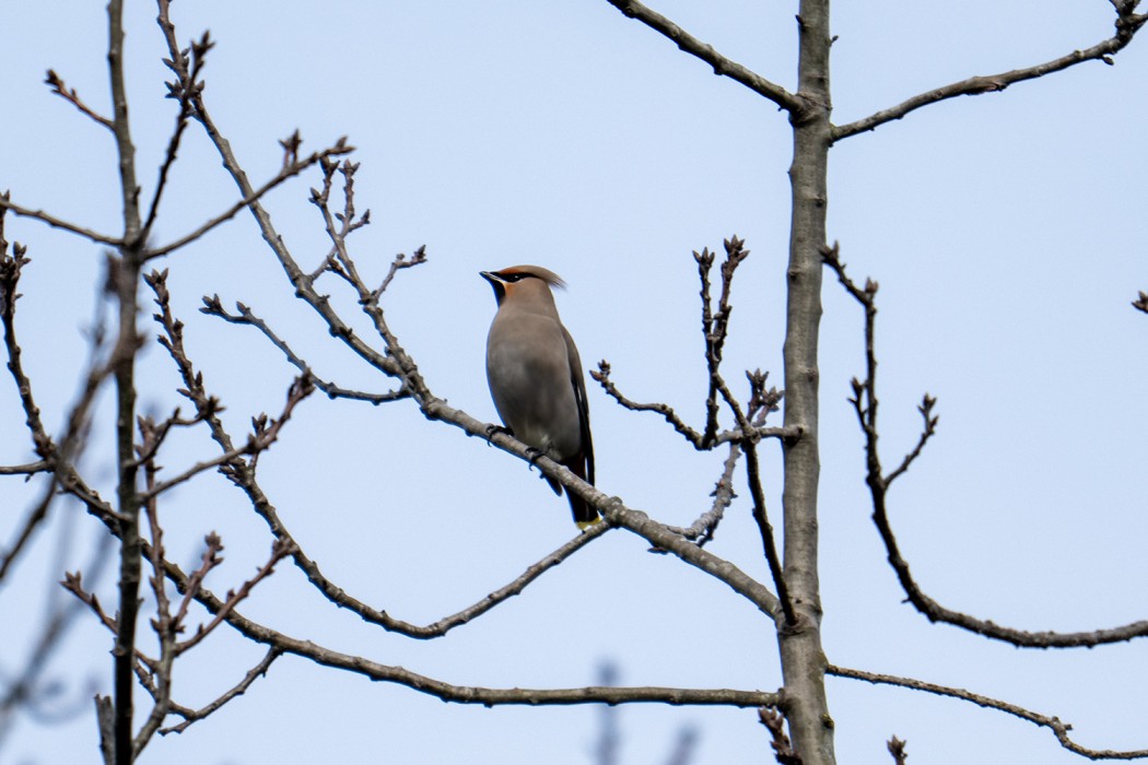 Bohemian Waxwing