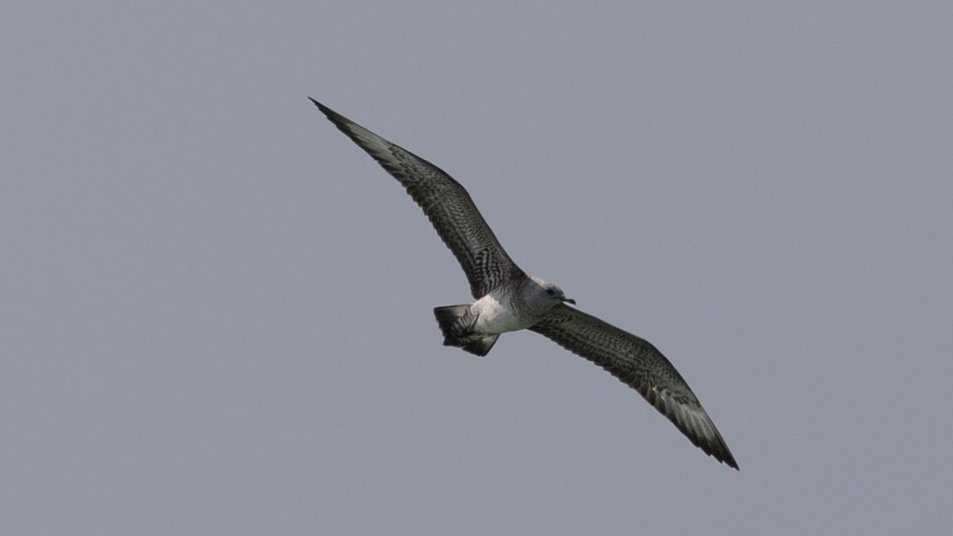 Parasitic Jaeger