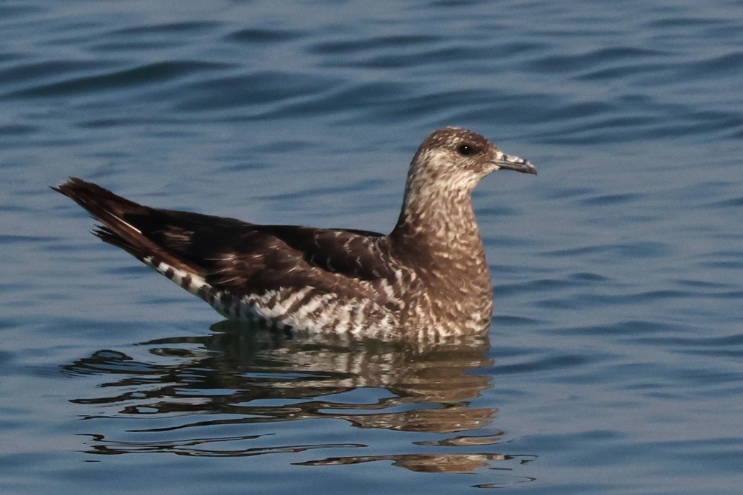 Parasitic Jaeger