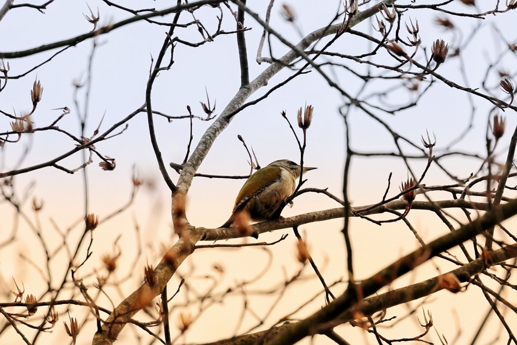 Grey-headed Woodpecker