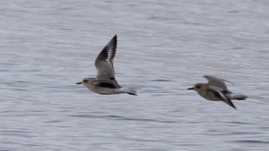 Grey Plover