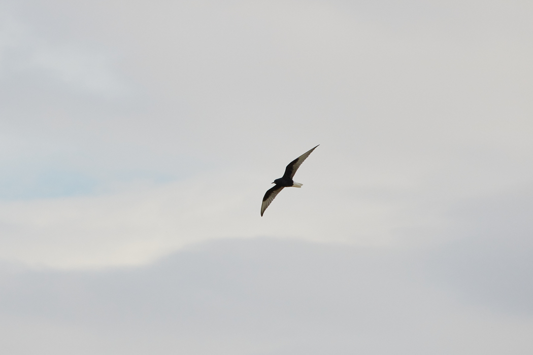 White-winged Tern