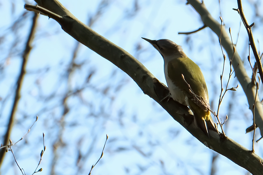 Grey-headed Woodpecker