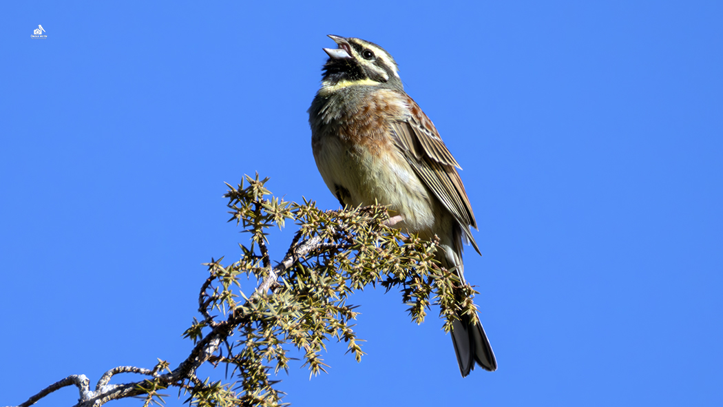Cirl Bunting