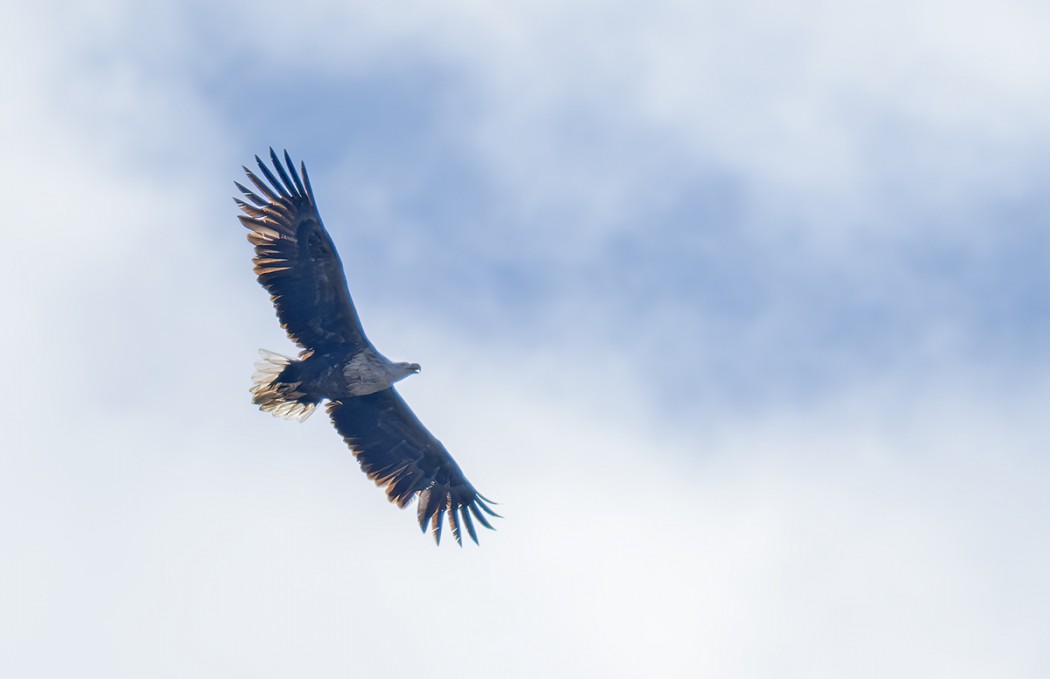 White-tailed Eagle
