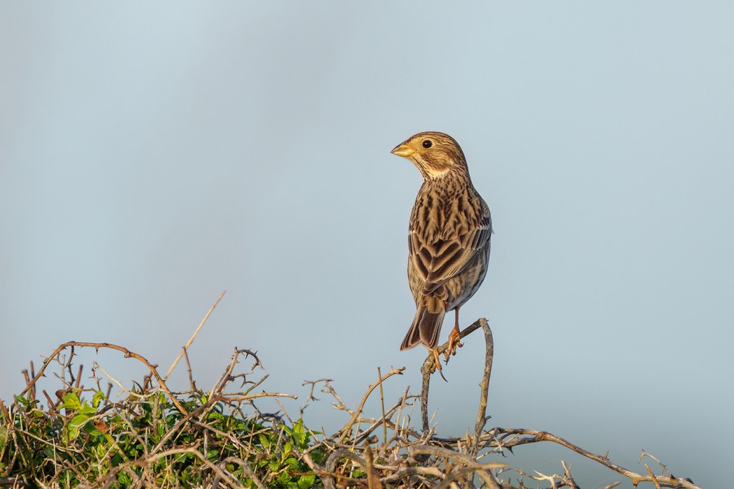 Corn Bunting