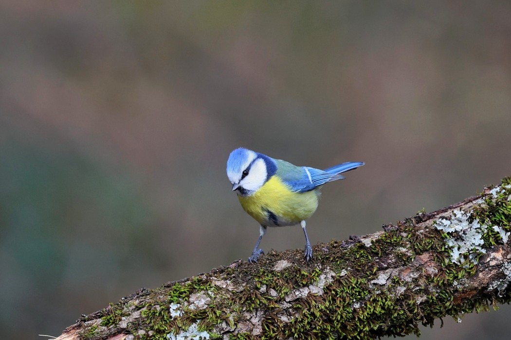 Eurasian Blue Tit