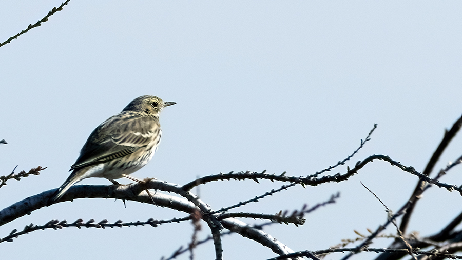 Meadow Pipit
