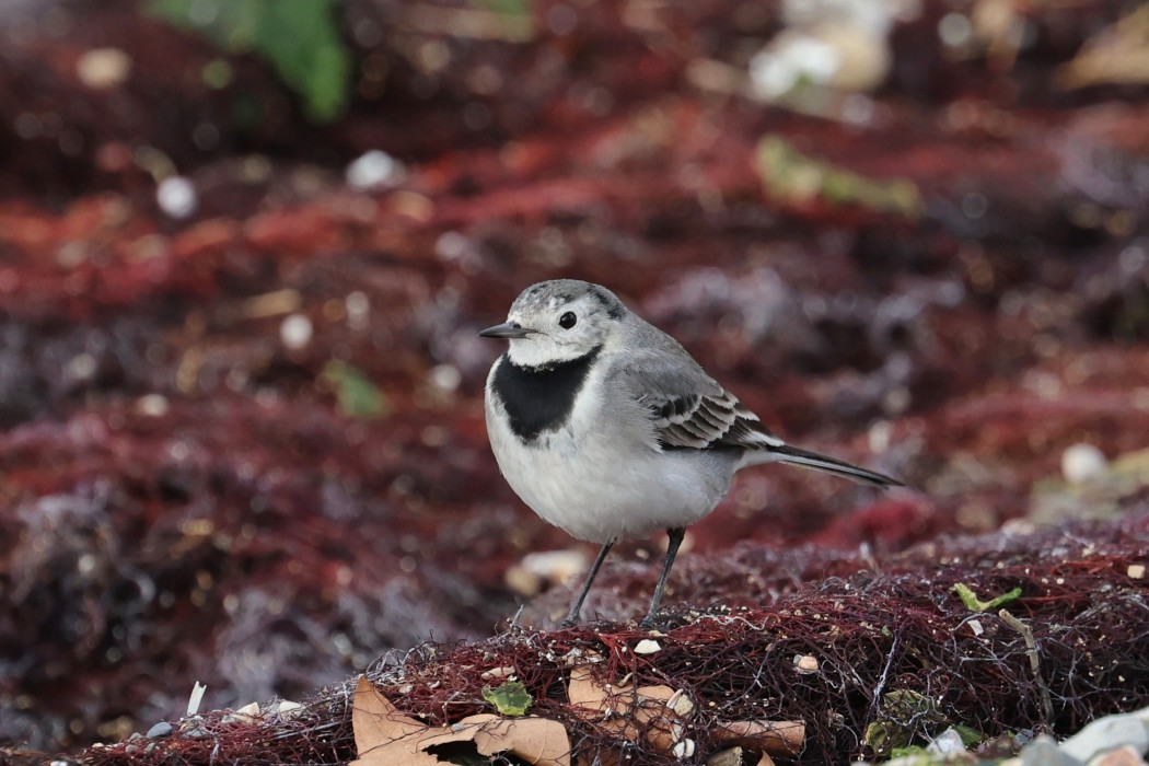 White Wagtail
