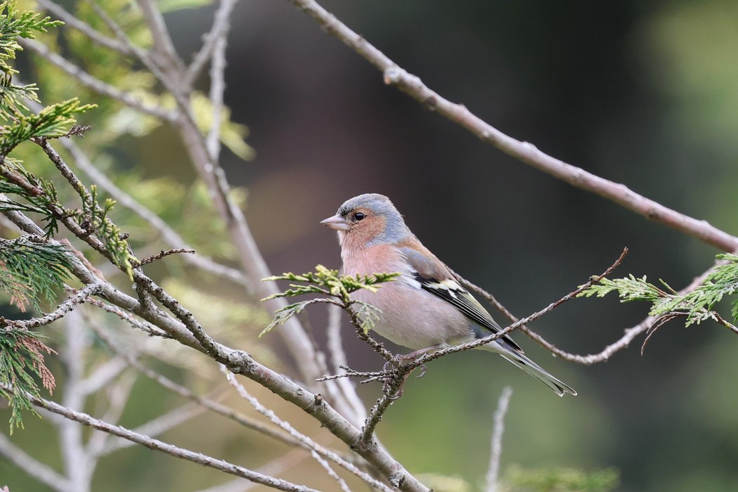 Eurasian Chaffinch