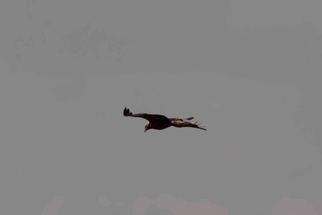 Eastern Imperial Eagle