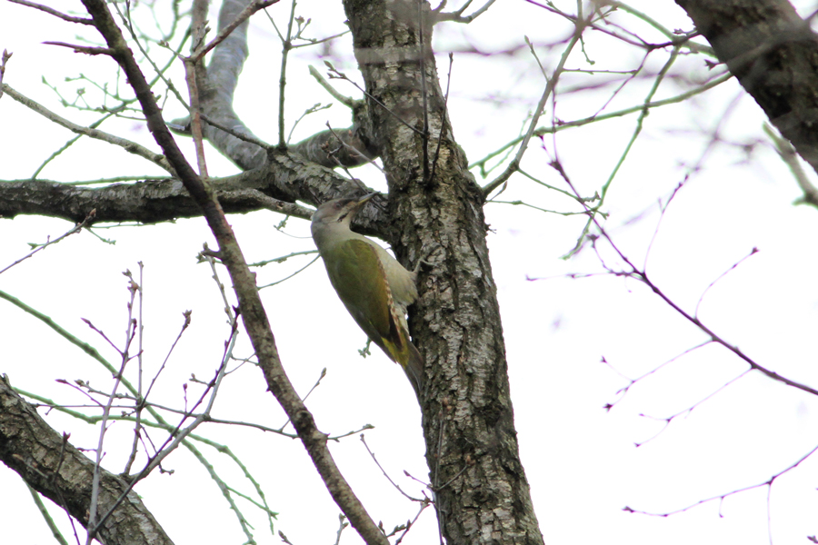 Grey-headed Woodpecker