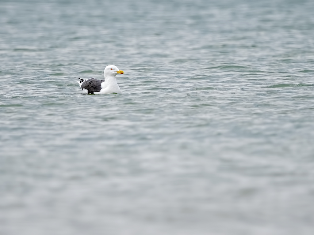 Great Black-backed Gull
