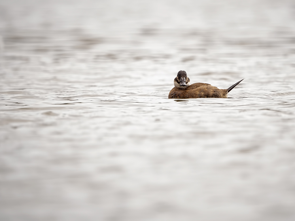 White-headed Duck