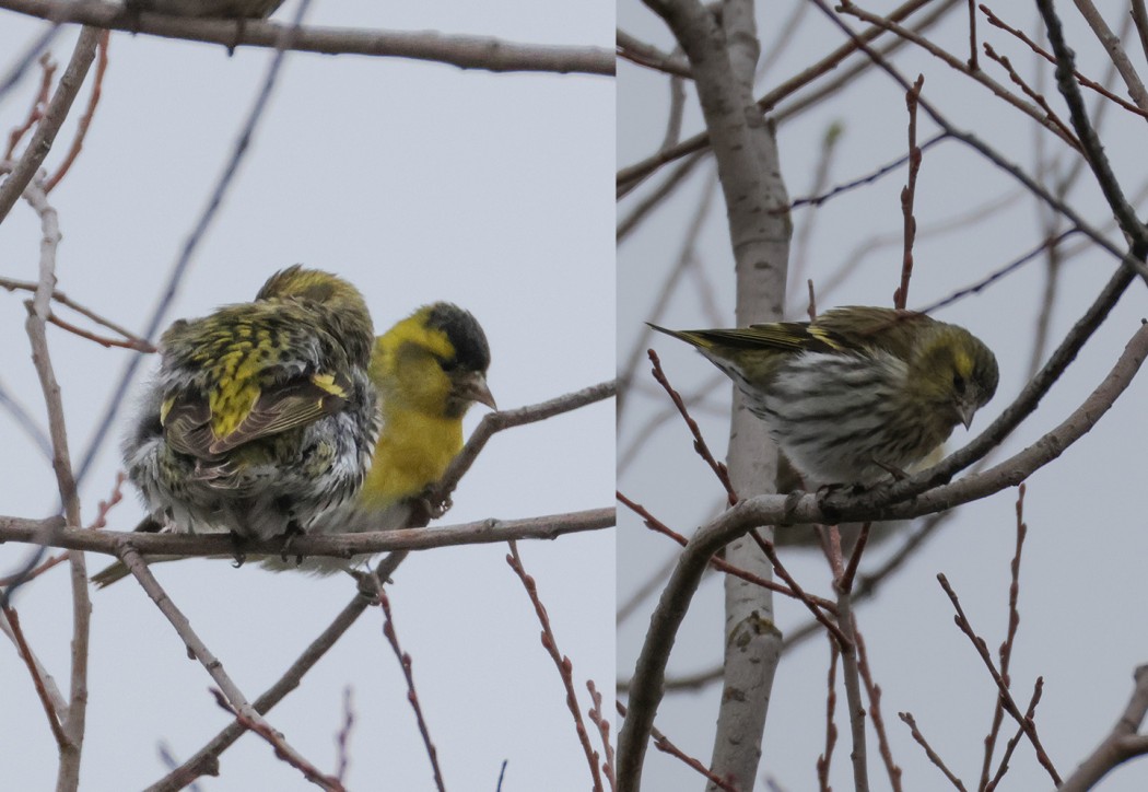 Eurasian Siskin