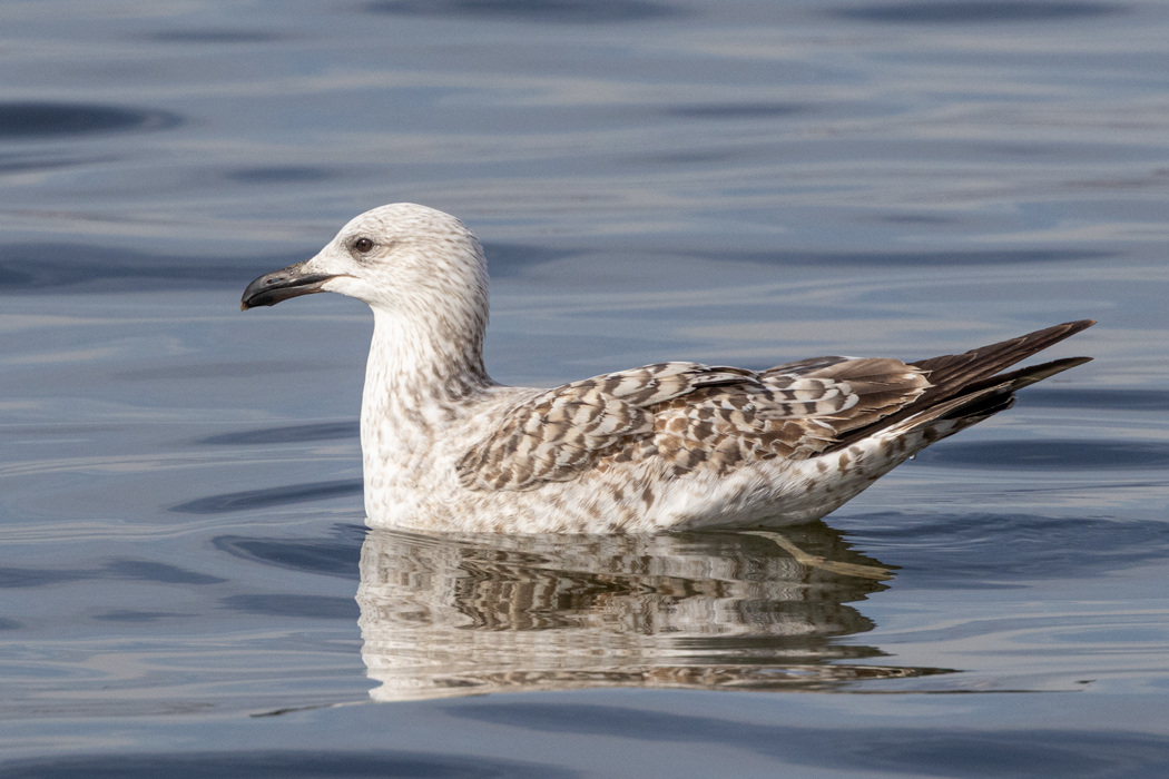 Yellow-legged Gull