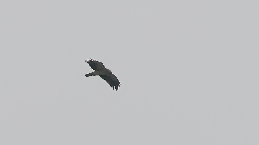 Booted Eagle