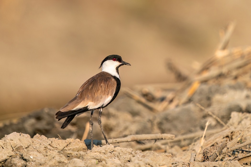 Spur-winged Lapwing