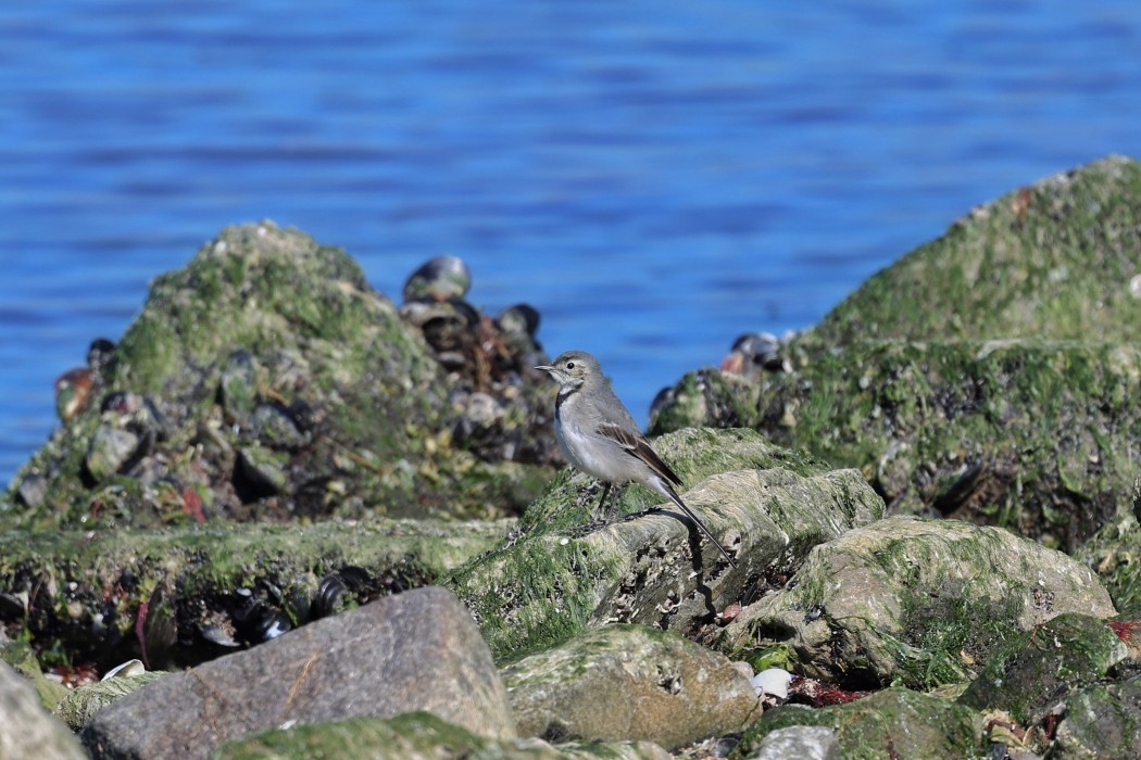 White Wagtail