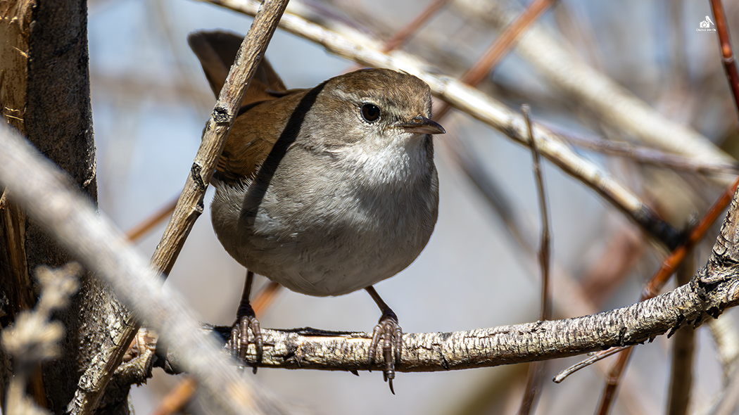 Cetti`s Warbler