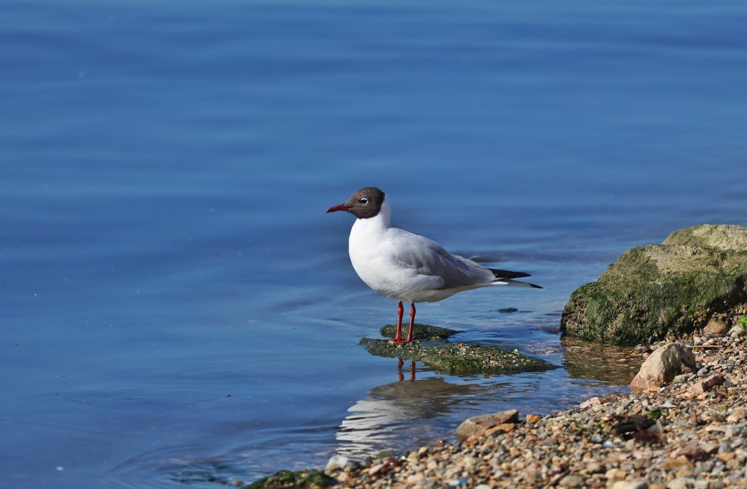 Black-headed Gull