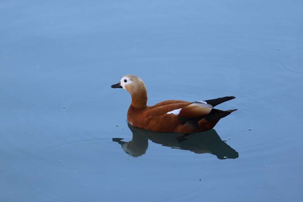 Ruddy Shelduck