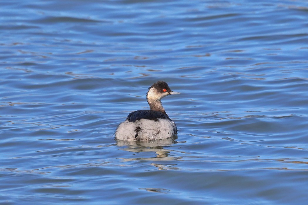 Black-necked Grebe