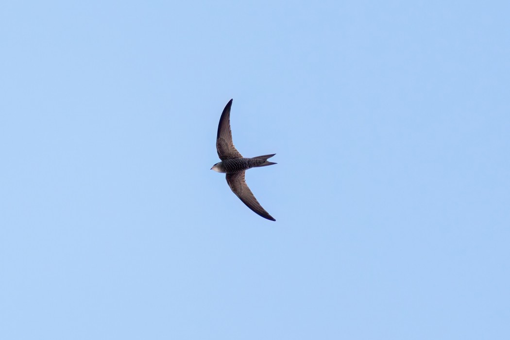 Common Swift