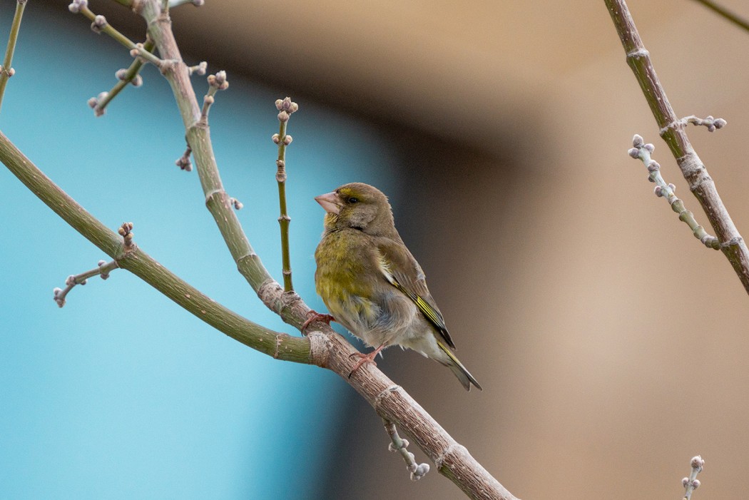 European Greenfinch