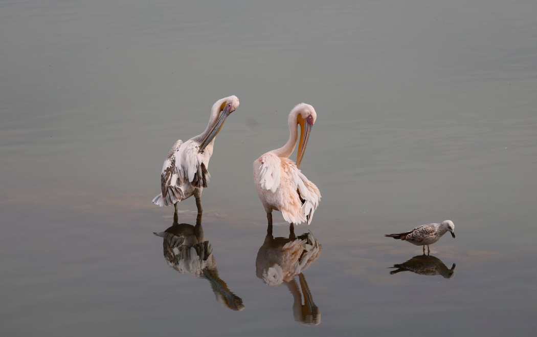 Great White Pelican