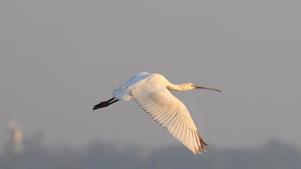 Eurasian Spoonbill