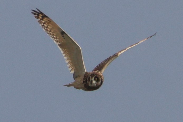 Short-eared Owl