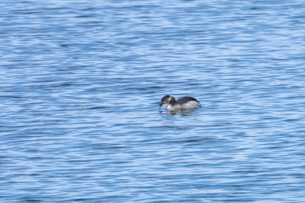 Red-necked Grebe