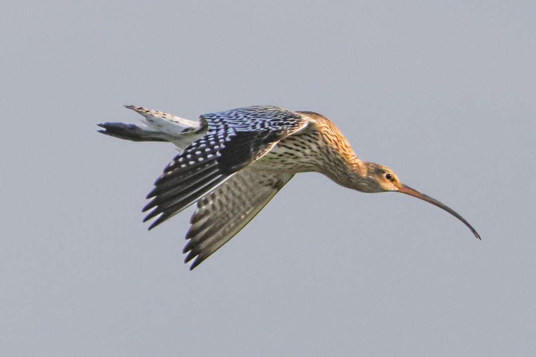 Eurasian Curlew