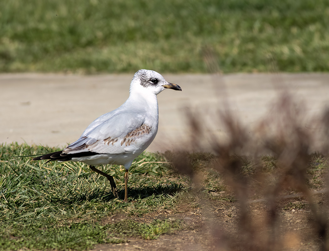 Mediterranean Gull