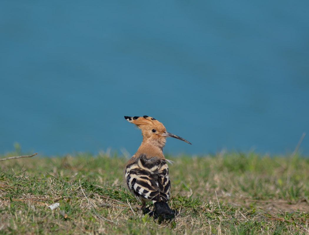 Common Hoopoe
