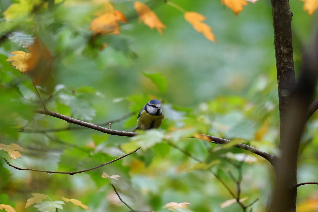 Eurasian Blue Tit