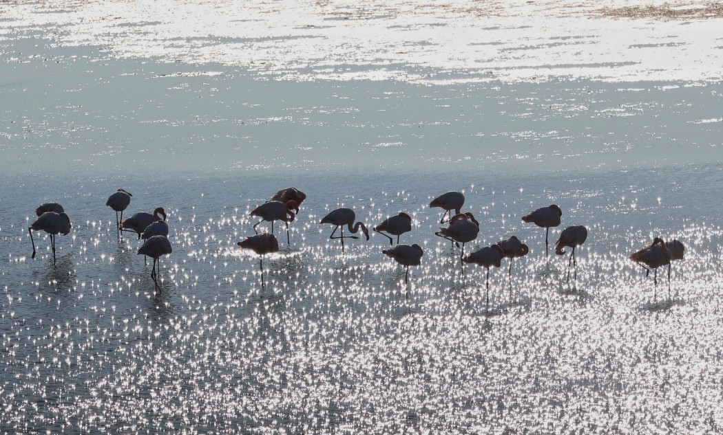 Greater Flamingo