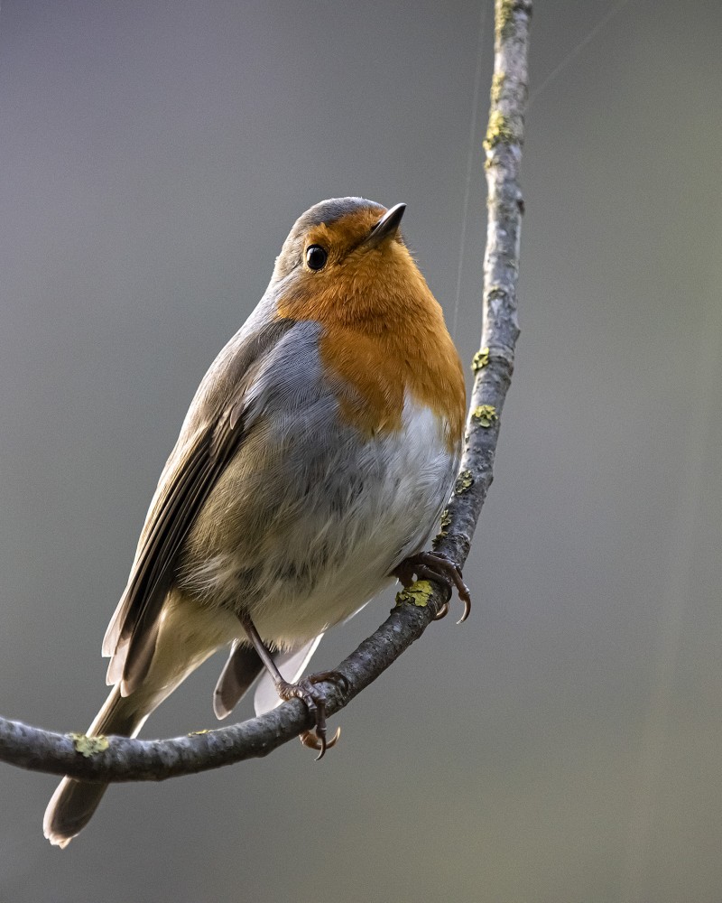 European Robin