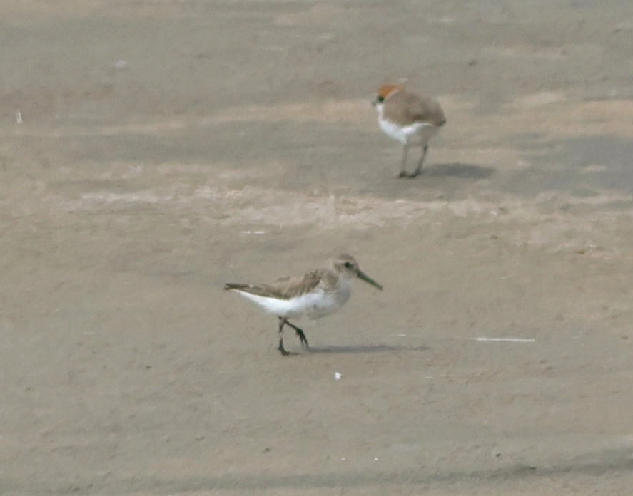 Dunlin