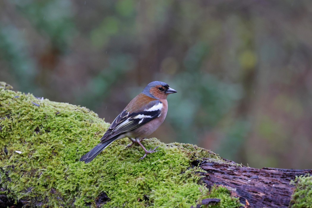 Eurasian Chaffinch
