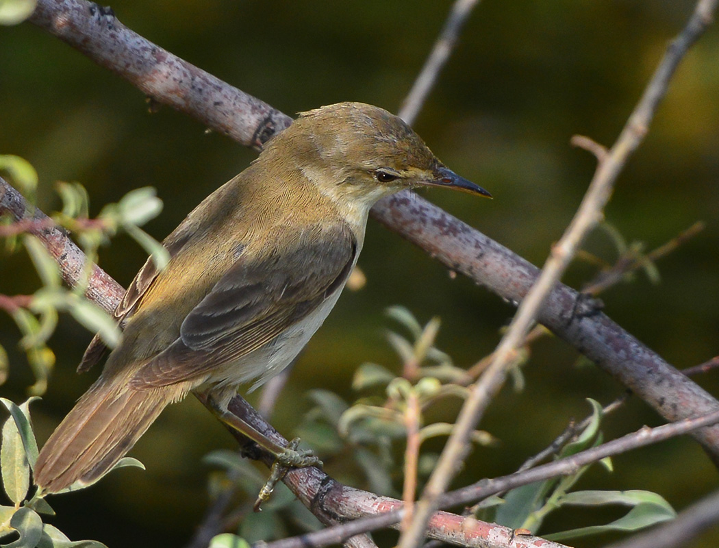 Common Reed Warbler